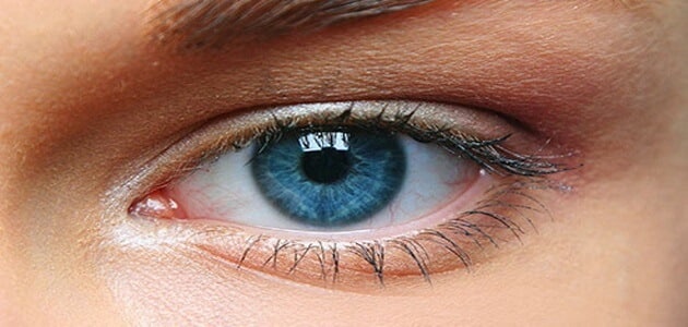 ما الذي يحدد حجم البؤبؤ في العين ؟