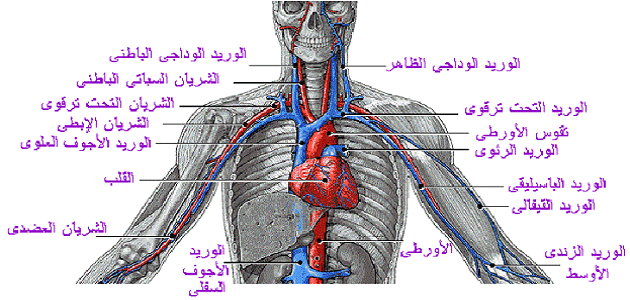 ما هي الأجهزة الداخلية لجسم الإنسان