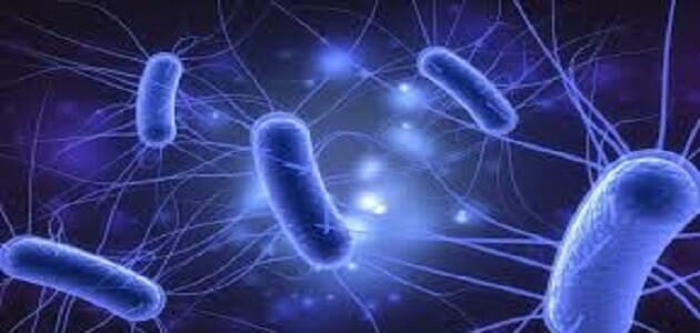 ماذا تنتج بكتيريا e.coli التي تعيش في امعاء الانسان