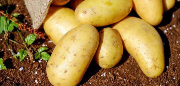 أهم معلومات عن فوائد البطاطس وأضرارها