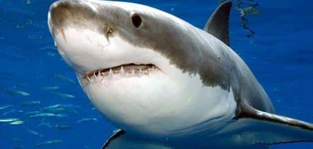 تفسير حلم هجوم سمكة القرش