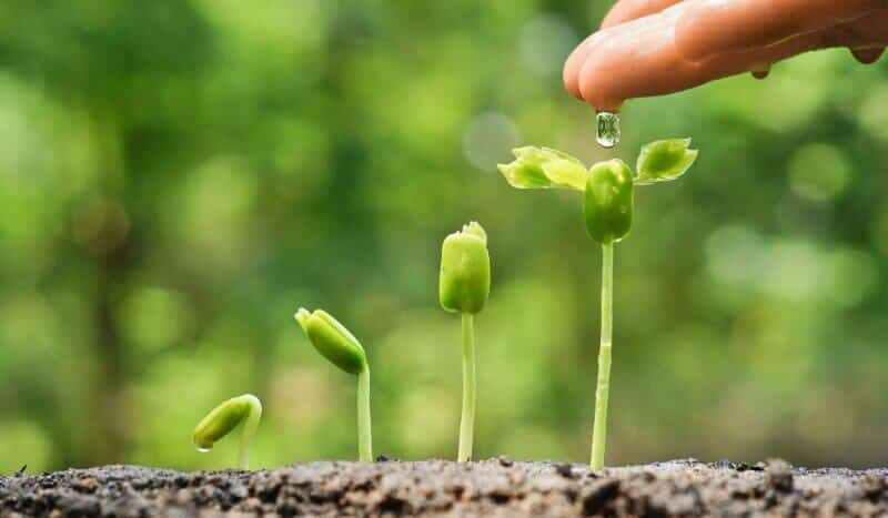 كيف تنمو وتتطور وتتكاثر النباتات