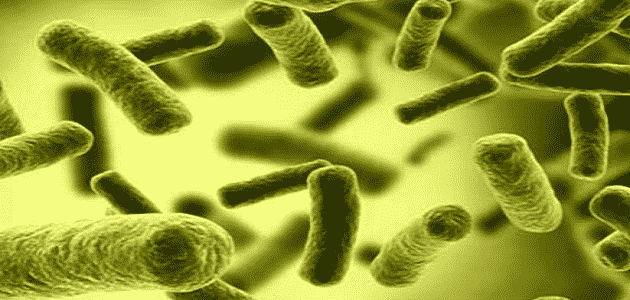 كيفية تغذية البكتيريا النافعة