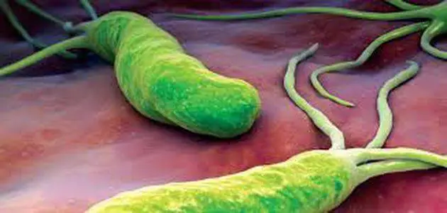 ما سبب الميكروب الحلزوني وعلاجه بالأعشاب وهل هو خطير أو معدي