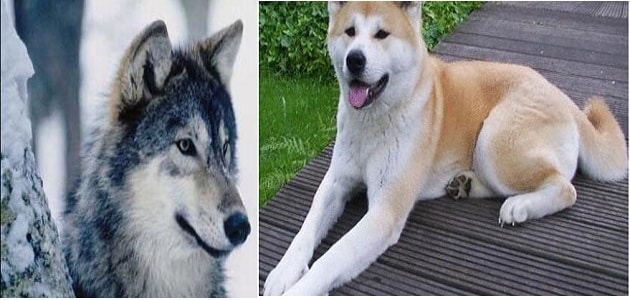 الفرق بين الذئب والكلب من حيث الشكل - مقال