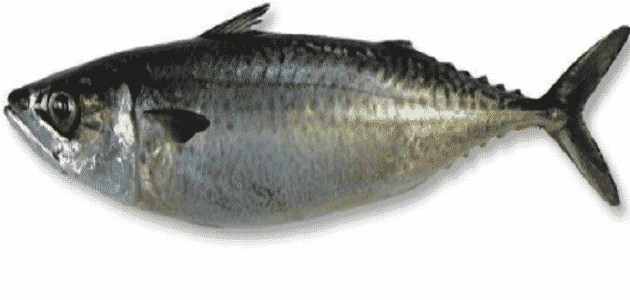 أفضل أنواع سمك الماكريل وأسمائها