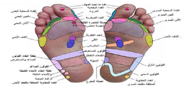 أماكن أعضاء الجسم في باطن القدم