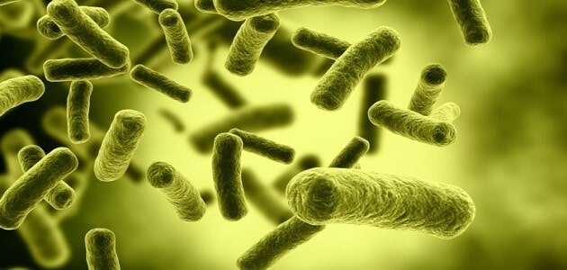 اسماء البكتيريا النافعة في الجهاز الهضمي