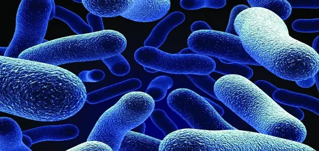انواع البكتيريا الموجبة والسالبة لصبغة جرام