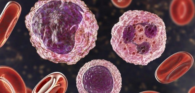 ما هو lymphocytes في تحليل الدم ؟