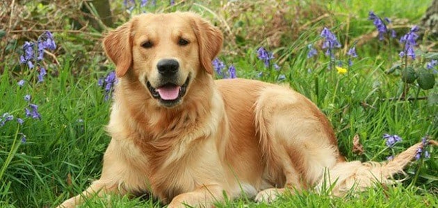 معلومات هامة عن كلب جولدن وكيفية تدريبه ؟