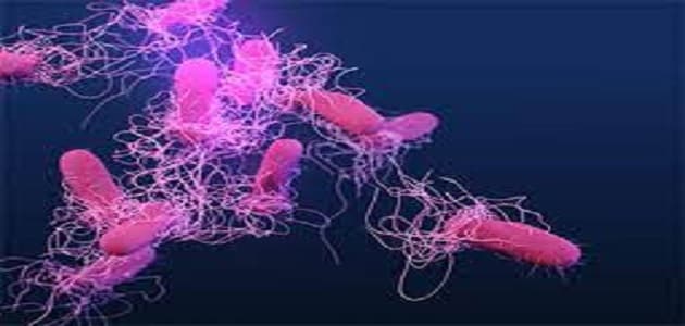 انواع بكتيريا السالمونيلا وطرق علاجها