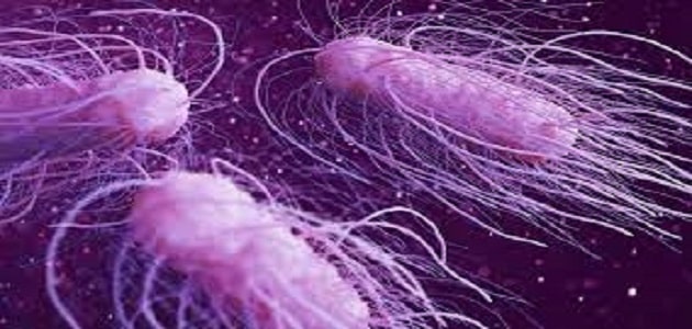 بحث كامل عن بكتيريا السالمونيلا
