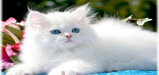 القطة البيضاء في المنام للعزباء - مقال