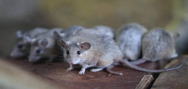 تفسير حلم الفئران للمتزوجة - مقال