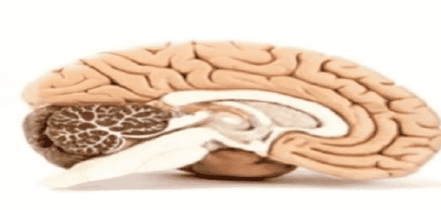 أين يقع جذع الدماغ في الجسم