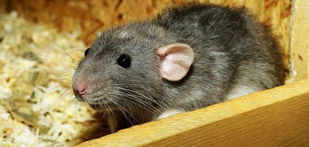 تفسير حلم الفئران الكثيرة
