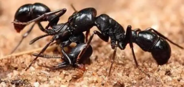 تفسير رؤية النمل يمشي على الجسم في المنام