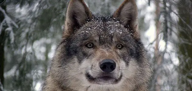 رؤية الذئب يهاجم في المنام للعزباء