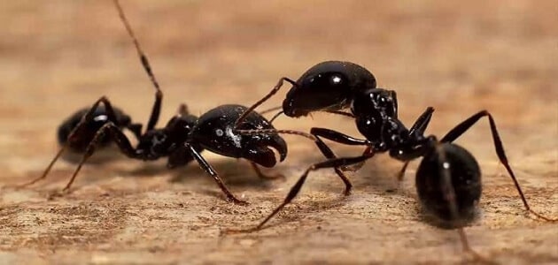 رؤية النمل في المنام لابن سيرين
