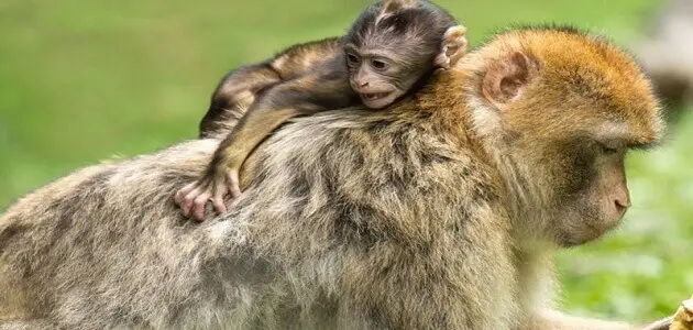 تفسير حلم القرود الكثيرة