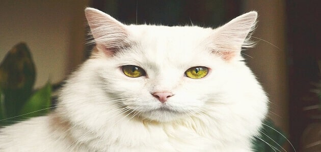 تفسير حلم قطة بيضاء