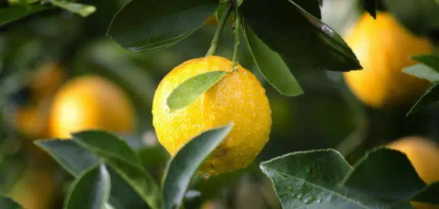 أضرار الليمون للرجال