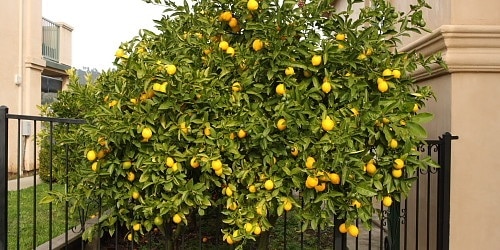 بعد كم سنة تقمر شجرة الليمون ومراحل نموها