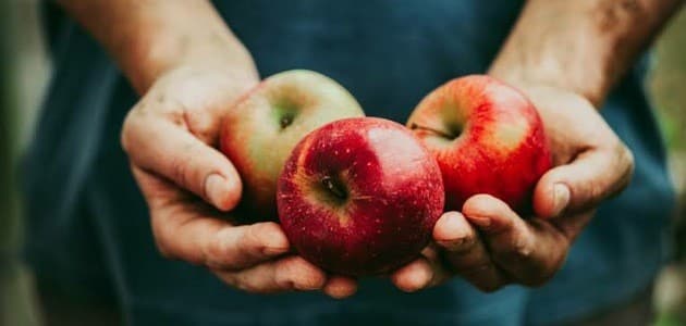 تفسير حلم إعطاء التفاح في المنام للعزباء - مقال