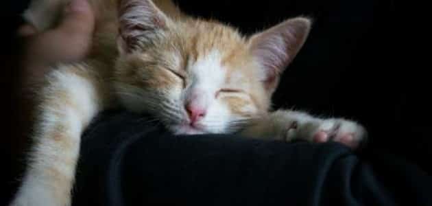 Колење мачки во сон - статија
