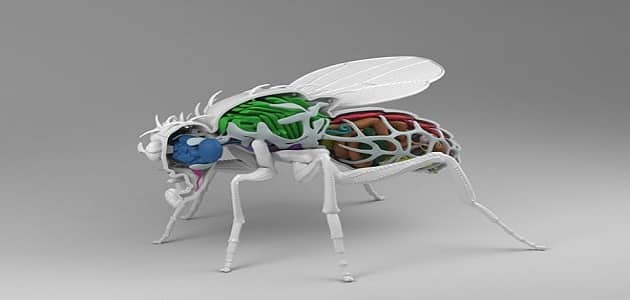 الجهاز الهضمي في الحشرات