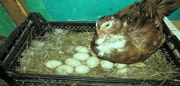 بيض البط في المنام