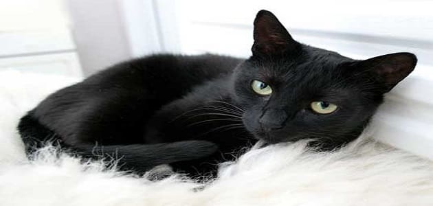 تفسير حلم القطة السوداء للمطلقة
