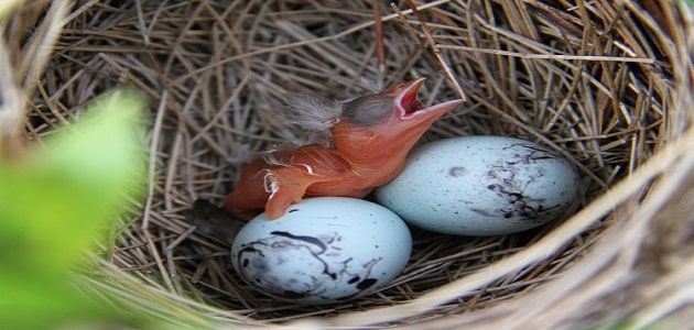 تفسير حلم بيض العصافير يفقس