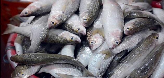 تفسير حلم شراء السمك للعزباء