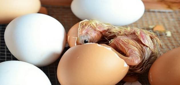 تفسير حلم فقس بيض البط