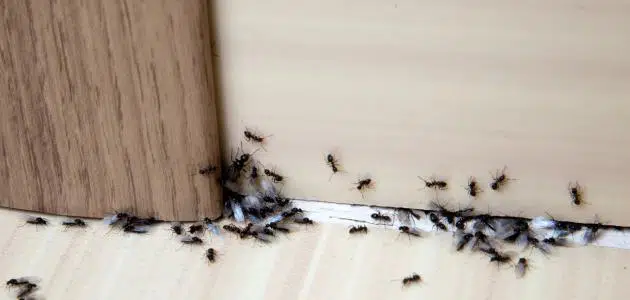 كيفية التخلص من النمل بالقران