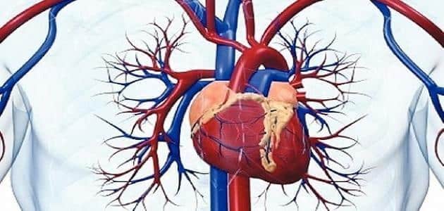 موقع القلب في جسم الإنسان
