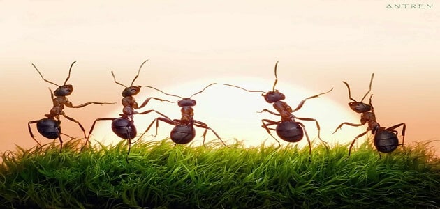 افضل طريقة للتخلص من النمل
