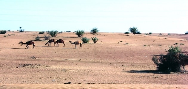 الخصائص الطبيعية للبيئة الصحراوية