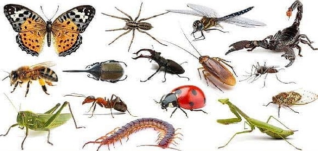 تفسير رؤية الحشرات على الجسم في المنام