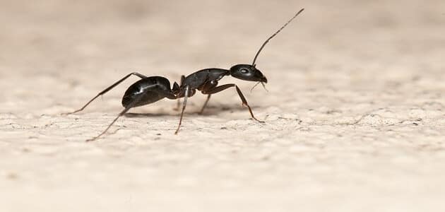 طريقة التخلص من النمل الصغير في المنزل