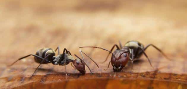 علاج النمل الصغير في البيت