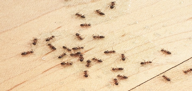 علاج النمل من الصيدلية