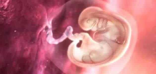 مراحل نمو الجنين بالأشهر والأسابيع