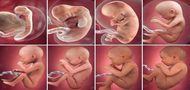 مراحل نمو الجنين في الشهر الأول