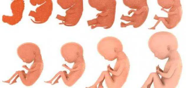 مراحل تطور الجنين في بطن أمه بالتفصيل