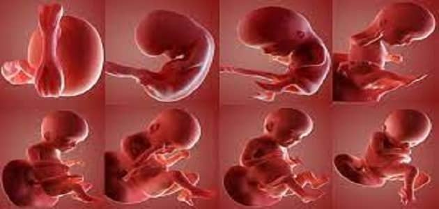 مراحل نمو الجنين في بطن أمه بالتفصيل