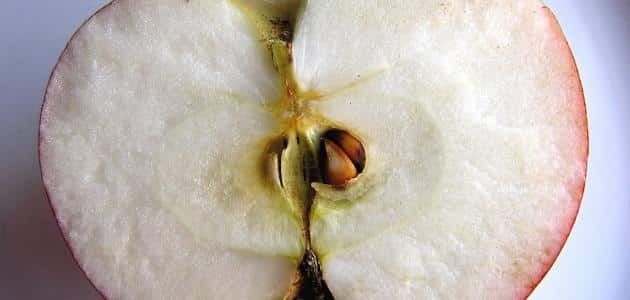 زراعة التفاح من البذور
