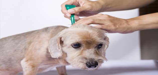 علاج البراغيث عند الكلاب